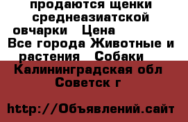 продаются щенки среднеазиатской овчарки › Цена ­ 30 000 - Все города Животные и растения » Собаки   . Калининградская обл.,Советск г.